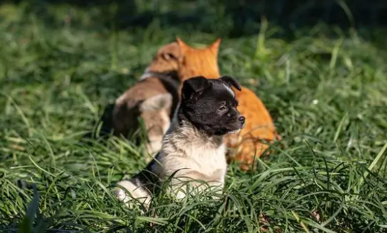 小狗多大补充微量元素,补充的指征及方法 小狗多大补充微量元素,补充的指征及方法