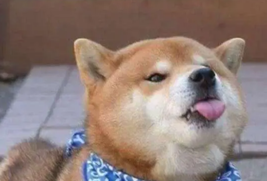 宠物最佳的营养品是“营养膏”，看完以下分析，你还这么认为吗