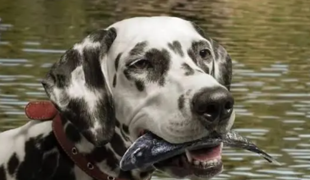 狗狗吃鱼油的好处有哪些？