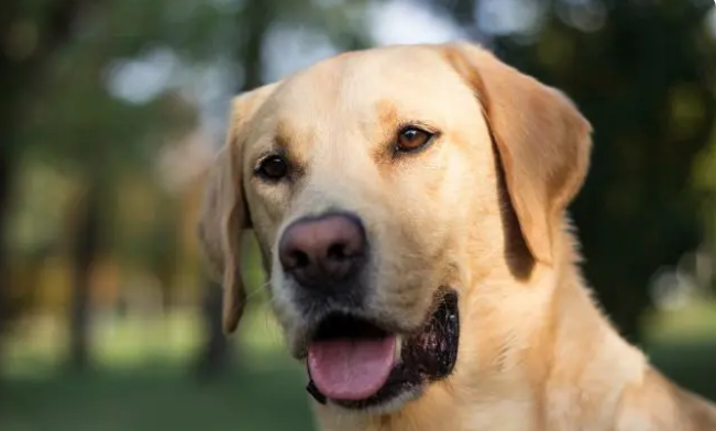 狗狗体外驱虫就用索来多，安全感满满