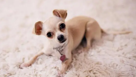 萌宠小知识：又小又萌的狗狗品种有哪些？