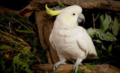 摩鹿加凤头鹦鹉容易得什么病？还是需要知道