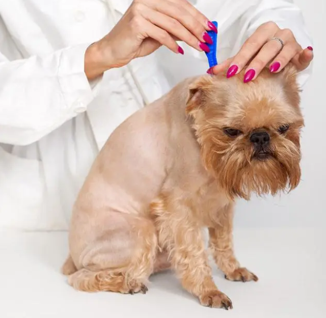 为什么干净的宠物,也要定期驱虫? 为什么干净的宠物,也要定期驱虫?