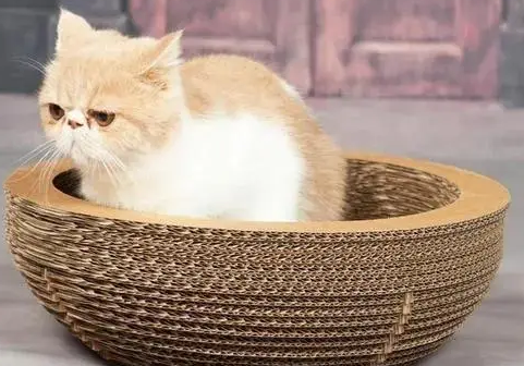 为什么猫主子宁愿挠沙发，也不用你给买的猫抓板？