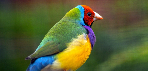 七彩文鸟好养吗？怎么养？