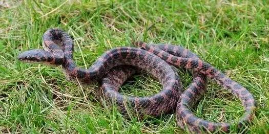 想知道桑根蛇的外形特征？看看这篇文章！