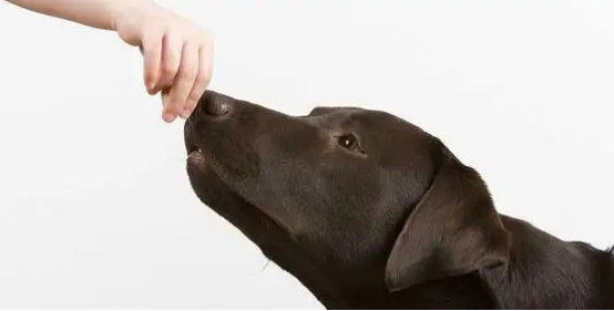 狗的嗅觉范围是多少?你真的知道吗? 狗的嗅觉范围是多少?你真的知道吗?