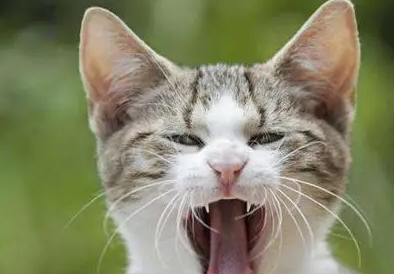 猫口炎阿莫西林和甲硝唑吃多少 猫口炎阿莫西林和甲硝唑吃多少