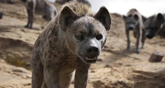 狮子王里那个叫什么狗？看完这篇文章你就知道了