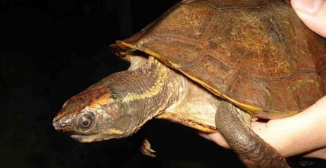 马来果龟冬天怎么养?技巧有哪些? 马来果龟冬天怎么养?技巧有哪些?