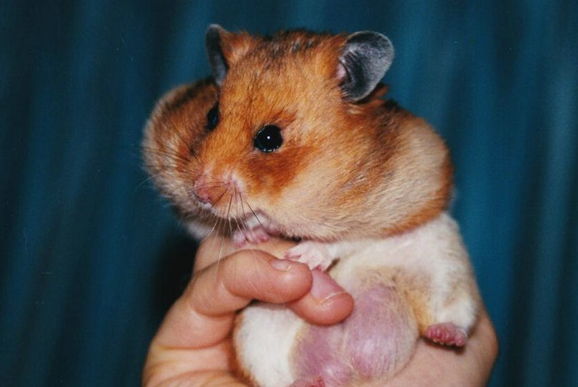 仓鼠咬到手指要打针吗？具体还要看伤口