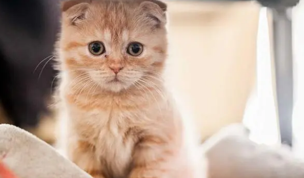 布拉迪益生菌猫咪怎么吃？猫咪吃益生菌有什么作用