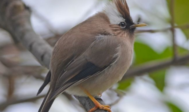 白领凤鹛饲养心得，都是干货，快收藏！