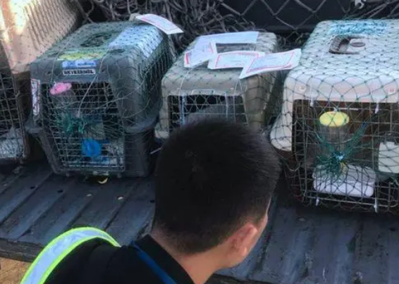 狗可不可以发物流？可以