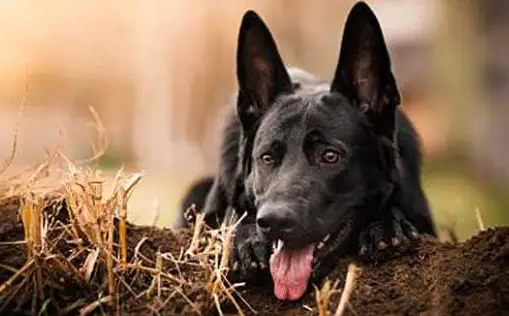 好奇大黑狗品种有哪些？这里有答案！