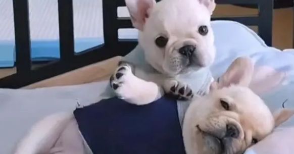 法斗耳朵大是不纯吗？答案在这里