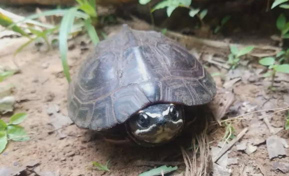 马来食螺龟是保护动物吗？看这篇科普文章