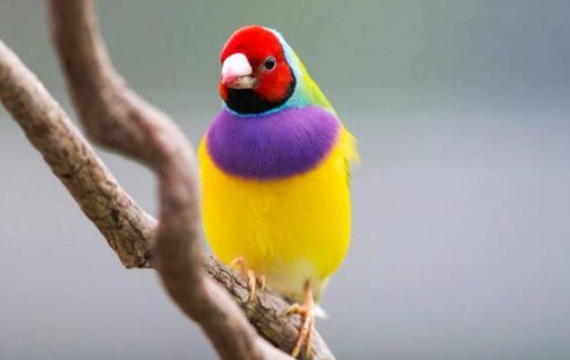 来了解五彩文鸟繁殖需要注意哪些方面？