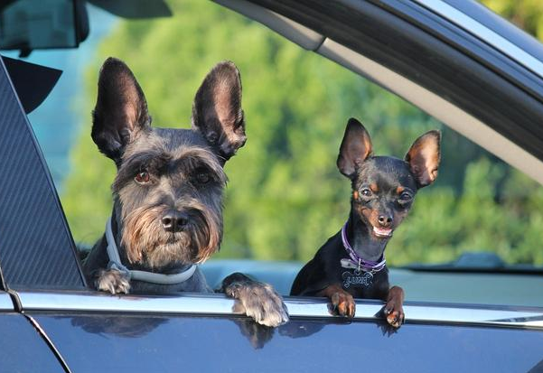 狗狗肠道护理需要谨慎，盖夫益生元效果保证 