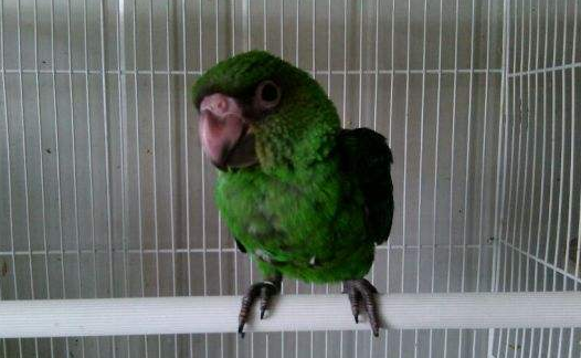 贾丁氏鹦鹉说话能力怎么样？来了解下吧