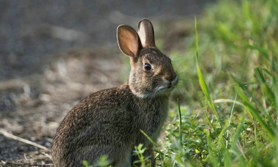 兔子咬人吗?答案是...... 兔子咬人吗?答案是......