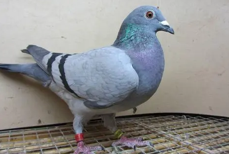 你们说,瓦灰鸽多少钱一只? 你们说,瓦灰鸽多少钱一只?