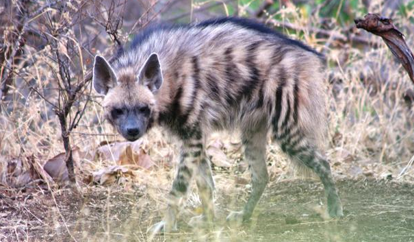 你们说，鬓狗和鬣狗是一种狗吗？