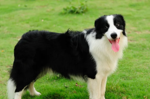 边牧讨厌主人的表现有哪些你知道吗？一起来了解一下吧