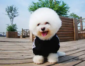 比熊适应新主人，需要多长时间？