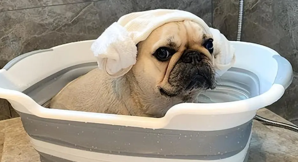 宠物医院不会告诉你的，实用养狗小知识，快码住！