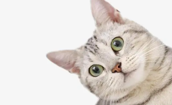 猫咪舔多了毛会怎么样？一定要重视！