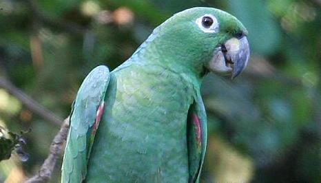 斑点亚马逊鹦鹉特点有哪些？来看看吧