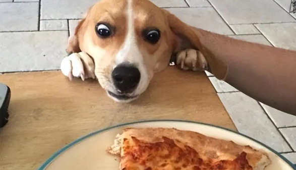 宠物医院不会告诉你的，实用养狗小知识，快码住！