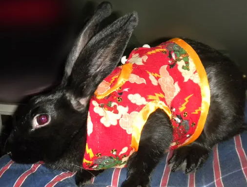 快来了解：夏温拿兔多少钱一只？