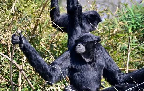 体型巨大的合趾猴,你们了解吗? 体型巨大的合趾猴,你们了解吗?