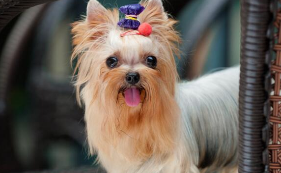 聪明的约克夏，智商相当于人几岁？