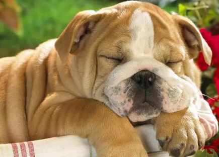 狗吃猫粮会有什么影响吗?这里有答案! 狗吃猫粮会有什么影响吗?这里有答案!