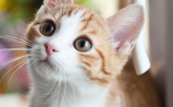 养母猫是不是很麻烦？和公猫没有多大区别