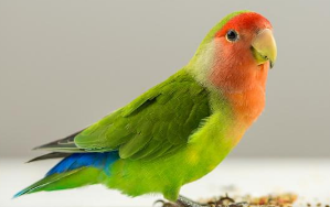 不知道桃面爱情鹦鹉的饲养秘诀？看这里！