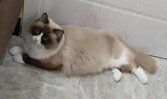 布偶猫开始爆毛的预兆，主人要来了解下