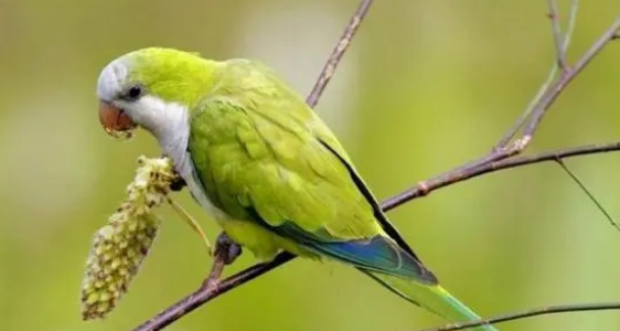 很好奇?和尚鹦鹉是保护动物吗? 很好奇?和尚鹦鹉是保护动物吗?