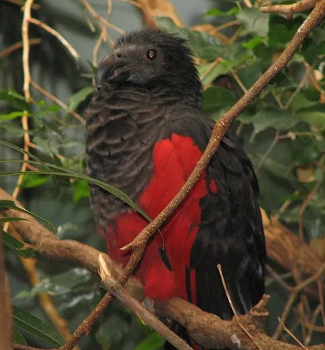 科普向丨饲养彼斯奎氏鹦鹉你需要知道的亿点点知识 科普向丨饲养彼斯奎氏鹦鹉你需要知道的亿点点知识