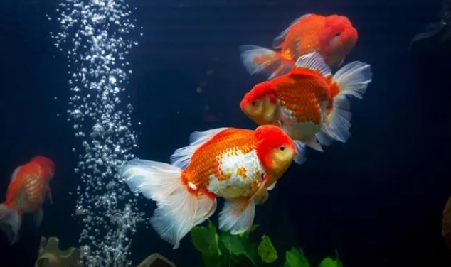 养鱼必备增氧气泵，怎么正确选择和使用？这6点你要注意