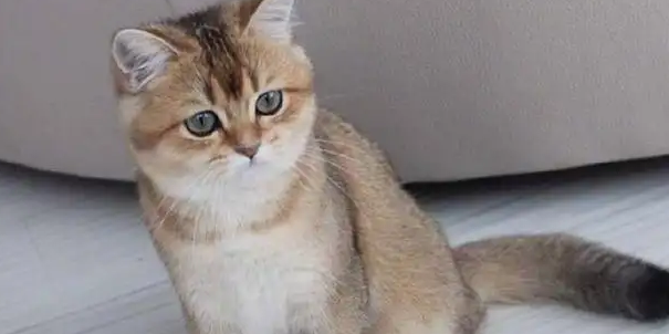 带你了解一下金渐层猫的品种以及价格！