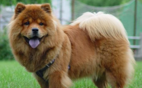 松狮犬认主有啥表现，宠主们快来看看吧~