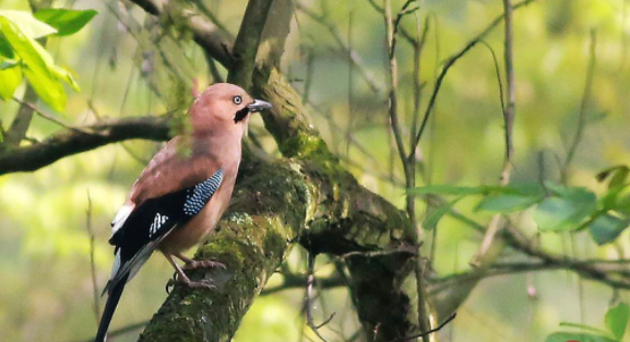 山和尚鸟是保护动物吗？给大家介绍一下！