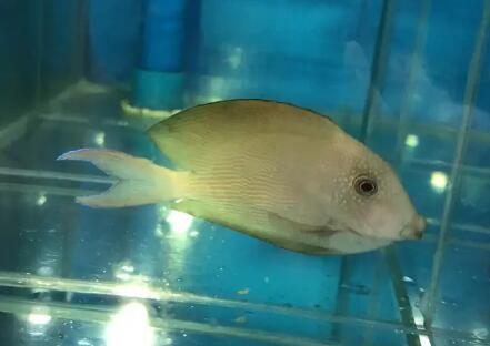 加拉帕哥斯锯尾吊和哥斯拉有啥关系？没关系！