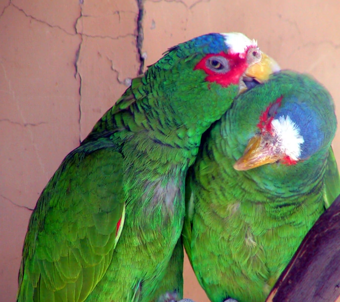 大揭秘!白顶亚马逊鹦鹉一日三餐都吃什么 大揭秘!白顶亚马逊鹦鹉一日三餐都吃什么