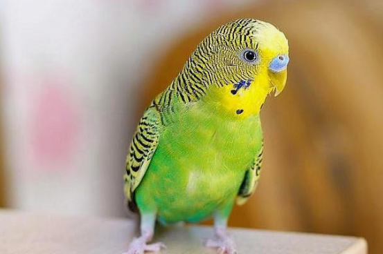 给你讲，虎皮鹦鹉如何训练得好？