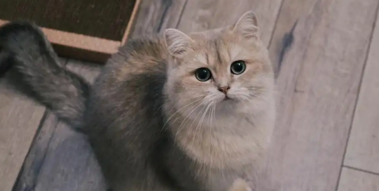 蓝金渐层怎么配出来的？想知道的来这看看